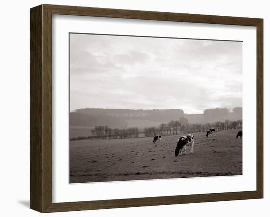 Cattle Grazing in a Field-null-Framed Photographic Print