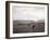 Cattle Grazing in a Field-null-Framed Photographic Print