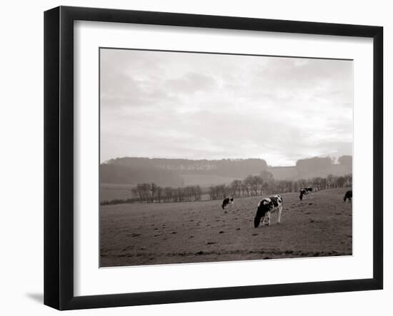 Cattle Grazing in a Field-null-Framed Photographic Print