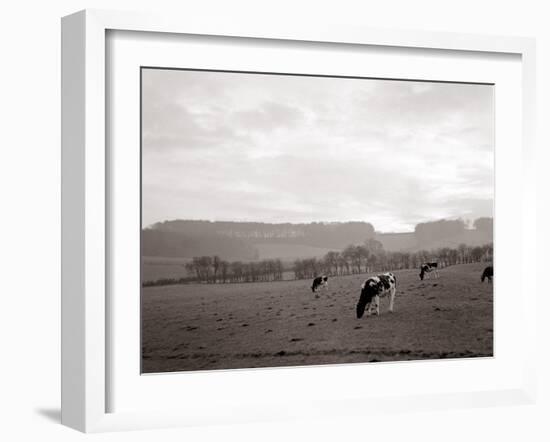 Cattle Grazing in a Field-null-Framed Photographic Print