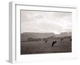 Cattle Grazing in a Field-null-Framed Photographic Print