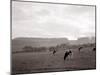 Cattle Grazing in a Field-null-Mounted Photographic Print