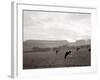 Cattle Grazing in a Field-null-Framed Photographic Print