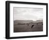 Cattle Grazing in a Field-null-Framed Photographic Print