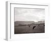 Cattle Grazing in a Field-null-Framed Photographic Print