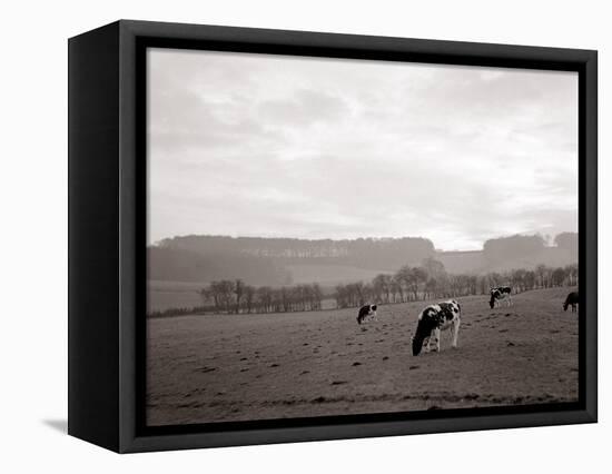 Cattle Grazing in a Field-null-Framed Stretched Canvas