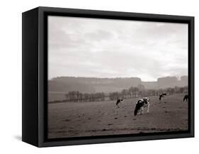 Cattle Grazing in a Field-null-Framed Stretched Canvas