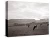 Cattle Grazing in a Field-null-Stretched Canvas