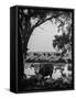 Cattle Grazing in a Pasture Near the Creek on the Ranch-null-Framed Stretched Canvas