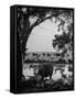 Cattle Grazing in a Pasture Near the Creek on the Ranch-null-Framed Stretched Canvas