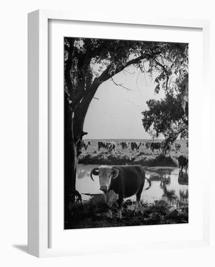 Cattle Grazing in a Pasture Near the Creek on the Ranch-null-Framed Photographic Print