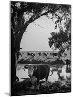 Cattle Grazing in a Pasture Near the Creek on the Ranch-null-Mounted Photographic Print