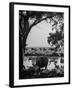 Cattle Grazing in a Pasture Near the Creek on the Ranch-null-Framed Photographic Print