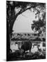 Cattle Grazing in a Pasture Near the Creek on the Ranch-null-Mounted Photographic Print