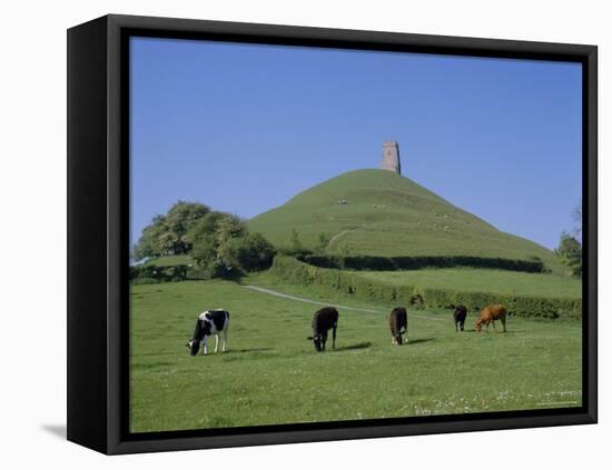 Cattle Grazing in Front of Glastonbury Tor, Glastonbury, Somerset, England, UK, Europe-Philip Craven-Framed Stretched Canvas