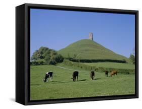 Cattle Grazing in Front of Glastonbury Tor, Glastonbury, Somerset, England, UK, Europe-Philip Craven-Framed Stretched Canvas