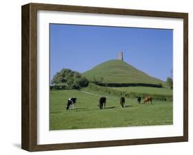 Cattle Grazing in Front of Glastonbury Tor, Glastonbury, Somerset, England, UK, Europe-Philip Craven-Framed Photographic Print