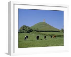 Cattle Grazing in Front of Glastonbury Tor, Glastonbury, Somerset, England, UK, Europe-Philip Craven-Framed Photographic Print