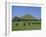 Cattle Grazing in Front of Glastonbury Tor, Glastonbury, Somerset, England, UK, Europe-Philip Craven-Framed Photographic Print