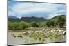 Cattle grazing, Omo Valley, between Turmi and Arba Minch, Ethiopia-Keren Su-Mounted Photographic Print