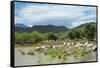 Cattle grazing, Omo Valley, between Turmi and Arba Minch, Ethiopia-Keren Su-Framed Stretched Canvas