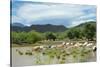 Cattle grazing, Omo Valley, between Turmi and Arba Minch, Ethiopia-Keren Su-Stretched Canvas