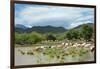 Cattle grazing, Omo Valley, between Turmi and Arba Minch, Ethiopia-Keren Su-Framed Photographic Print