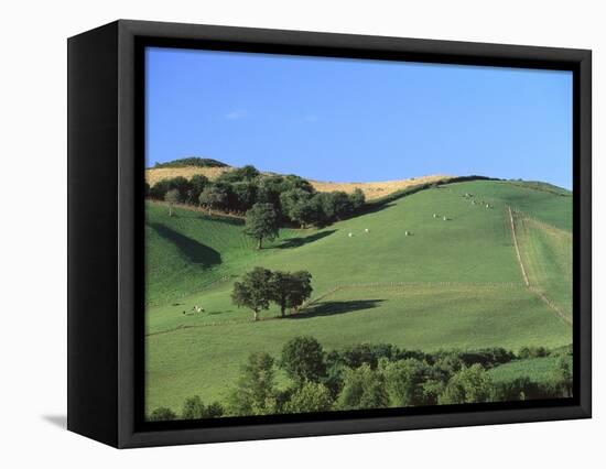 Cattle Grazing on Hillside-Owen Franken-Framed Stretched Canvas