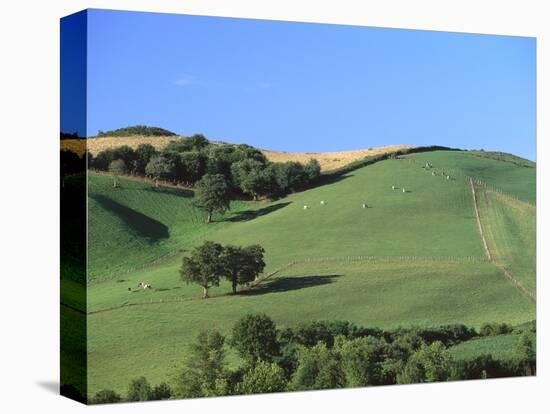 Cattle Grazing on Hillside-Owen Franken-Stretched Canvas