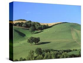 Cattle Grazing on Hillside-Owen Franken-Stretched Canvas