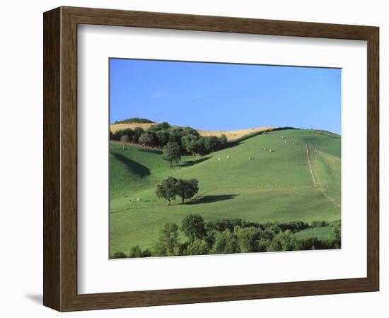 Cattle Grazing on Hillside-Owen Franken-Framed Photographic Print