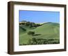 Cattle Grazing on Hillside-Owen Franken-Framed Photographic Print