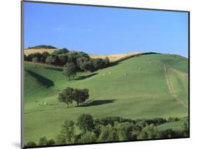 Cattle Grazing on Hillside-Owen Franken-Mounted Photographic Print