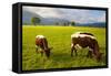 Cattle Grazing with Saint Koloman Church and Neuschwanstein Castle in the Background-Miles Ertman-Framed Stretched Canvas