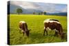 Cattle Grazing with Saint Koloman Church and Neuschwanstein Castle in the Background-Miles Ertman-Stretched Canvas