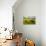 Cattle Grazing with Saint Koloman Church and Neuschwanstein Castle in the Background-Miles Ertman-Photographic Print displayed on a wall