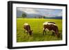 Cattle Grazing with Saint Koloman Church and Neuschwanstein Castle in the Background-Miles Ertman-Framed Photographic Print