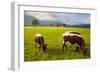 Cattle Grazing with Saint Koloman Church and Neuschwanstein Castle in the Background-Miles Ertman-Framed Photographic Print