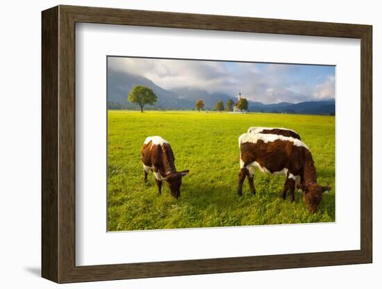 Cattle Grazing with Saint Koloman Church and Neuschwanstein Castle in the Background-Miles Ertman-Framed Photographic Print