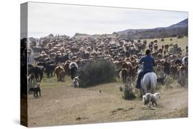 Cattle Herd in the Torres Del Paine National Park, Patagonia, Chile, South America-Michael Runkel-Stretched Canvas