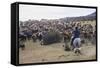 Cattle Herd in the Torres Del Paine National Park, Patagonia, Chile, South America-Michael Runkel-Framed Stretched Canvas