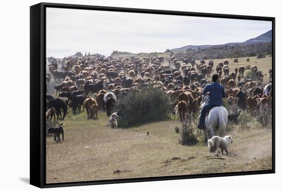 Cattle Herd in the Torres Del Paine National Park, Patagonia, Chile, South America-Michael Runkel-Framed Stretched Canvas