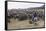 Cattle Herd in the Torres Del Paine National Park, Patagonia, Chile, South America-Michael Runkel-Framed Stretched Canvas