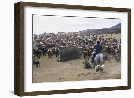 Cattle Herd in the Torres Del Paine National Park, Patagonia, Chile, South America-Michael Runkel-Framed Photographic Print