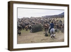 Cattle Herd in the Torres Del Paine National Park, Patagonia, Chile, South America-Michael Runkel-Framed Photographic Print