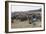 Cattle Herd in the Torres Del Paine National Park, Patagonia, Chile, South America-Michael Runkel-Framed Photographic Print