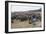 Cattle Herd in the Torres Del Paine National Park, Patagonia, Chile, South America-Michael Runkel-Framed Photographic Print