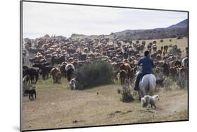 Cattle Herd in the Torres Del Paine National Park, Patagonia, Chile, South America-Michael Runkel-Mounted Photographic Print