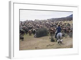 Cattle Herd in the Torres Del Paine National Park, Patagonia, Chile, South America-Michael Runkel-Framed Photographic Print