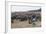 Cattle Herd in the Torres Del Paine National Park, Patagonia, Chile, South America-Michael Runkel-Framed Photographic Print